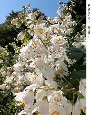 青空と白い丸葉空木の花、丸葉空木のクローズアップ写真、五弁の小さな白い花の咲く木、満開の白い小さな花 青空と白い丸葉空木の花、丸葉空木のクローズアップ写真、五弁の小さな白い花の咲く木、満開の白い小さな花 102464670