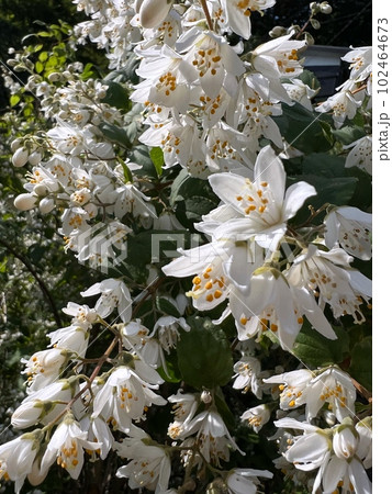 小さな白い丸葉空木の花、丸葉空木のクローズアップ写真、五弁の小さな白い花の咲く木、満開の白い小さな花 小さな白い丸葉空木の花、丸葉空木のクローズアップ写真、五弁の小さな白い花の咲く木、満開の白い小さな花 102464673