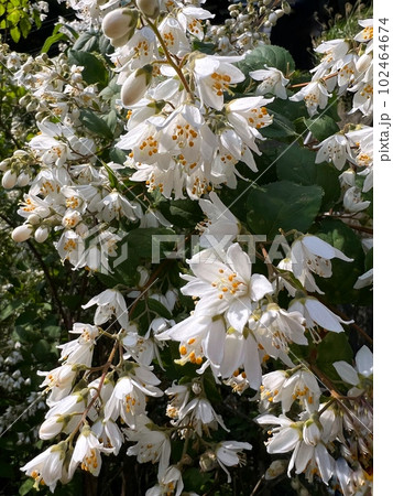 小さな白い丸葉空木の花、丸葉空木のクローズアップ写真、五弁の小さな白い花の咲く木、満開の白い小さな花 102464674