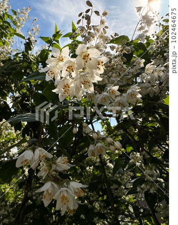 青空と白い丸葉空木の花、丸葉空木のクローズアップ写真、五弁の小さな白い花の咲く木、満開の白い小さな花 青空と白い丸葉空木の花、丸葉空木のクローズアップ写真、五弁の小さな白い花の咲く木、満開の白い小さな花 102464675