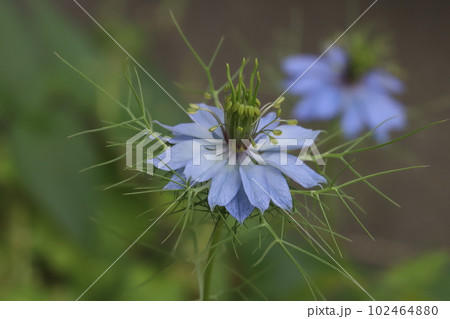 春の庭に咲く青いニゲラの花 102464880