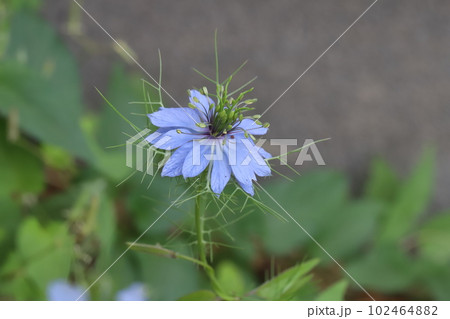 春の庭に咲く青いニゲラの花 102464882