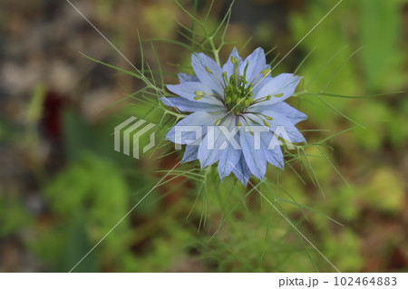 春の庭に咲く青いニゲラの花 102464883