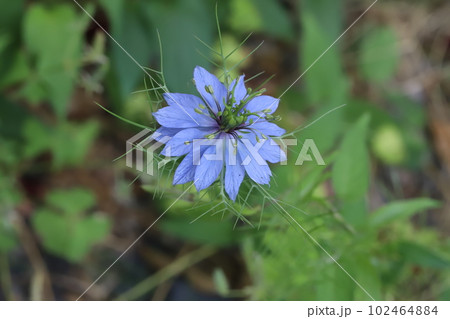 春の庭に咲く青いニゲラの花 102464884