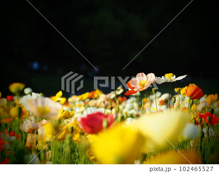 凛と咲くアイスランドポピー 102465527