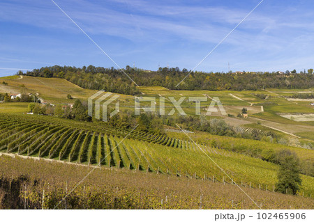 autumnal vineyards, Piedmont, Italy autumnal vineyards, Piedmont, Italy 102465906