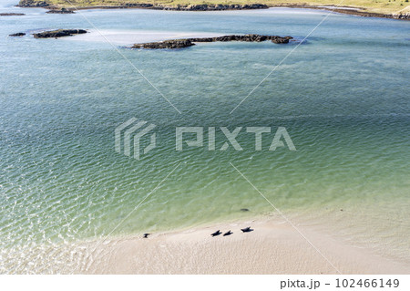 Seals swimming and and resting at Gweebarra bay - County Donegal, Ireland 102466149