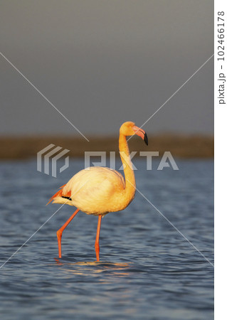 Flamingo in Parc Naturel regional de Camargue, Provence, France 102466178