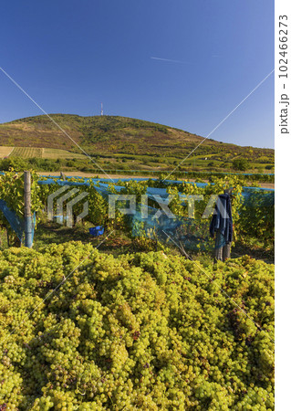 Grape collection at vintage time, Tokaj region, Great Plain and North, Hungary 102466273