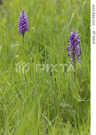 wild orchid in White Carpathian Mountains, Czech Republic wild orchid in White Carpathian Mountains, Czech Republic 102466389