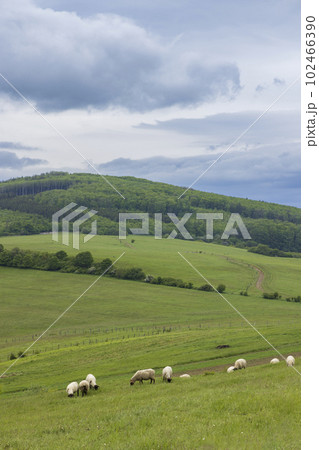 Spring landscape with white sheep in White Carpathians, Czech Republic 102466390