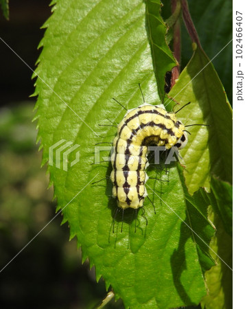 バラ科の葉を食べる「ウスバツバメガ」の幼虫 102466407