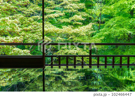 京都八瀬　瑠璃光院の青モミジ 102466447