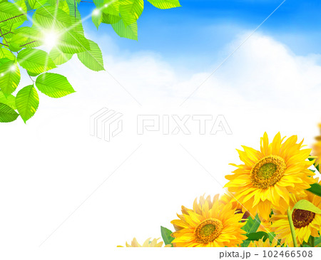 太陽の下入道雲の青い空の下に咲く向日葵_夏イメージイラスト素材 太陽の下入道雲の青い空の下に咲く向日葵_夏イメージイラスト素材 102466508