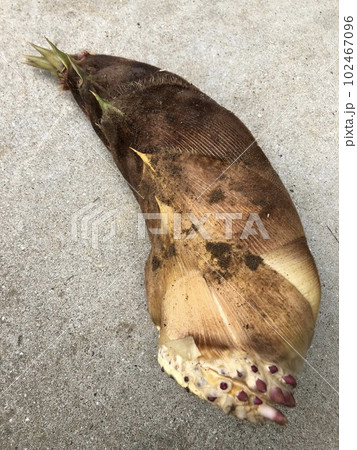 たけのこ　タケノコ　筍　III▲II▲bambooshoot▲II▲III 102467096