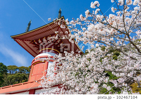 四国八十八ヵ所　薬王寺の瑜祇塔と満開の桜 102467104