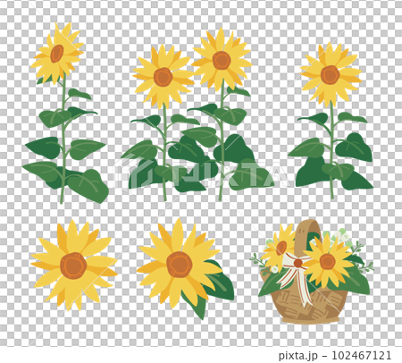 Sunflower set 102467121