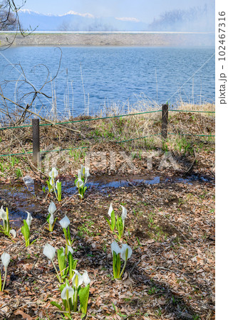 みどり湖水芭蕉公園【塩尻市】 102467316