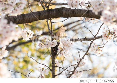 桜とスズメ 102467455
