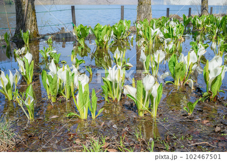 みどり湖水芭蕉公園【塩尻市】 102467501