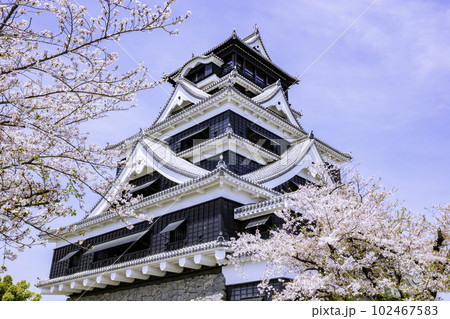 桜と熊本城　美しい姿に復活した天守閣（2023年4月1日撮影） 102467583