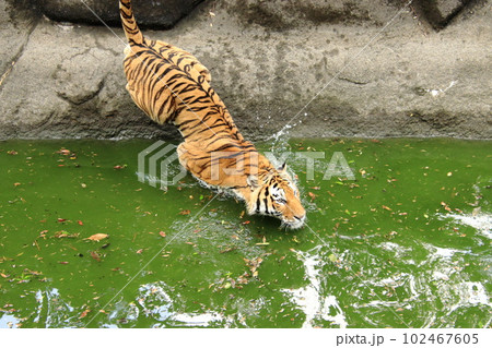 池に飛び込むトラ 102467605