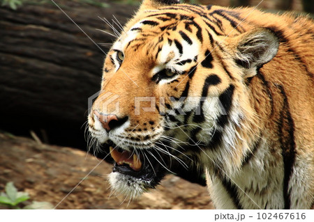 トラの横顔 102467616