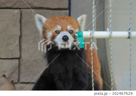 レッサーパンダ レッサーパンダ 102467629