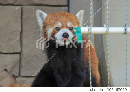 レッサーパンダ レッサーパンダ 102467630