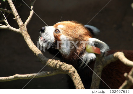 レッサーパンダの横顔 102467633