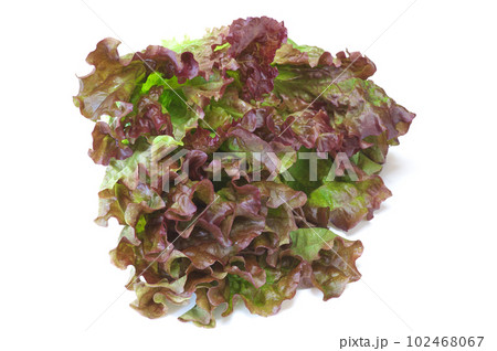 サニーレタス 102468067