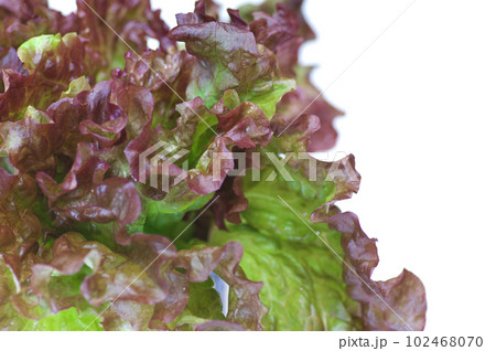 サニーレタス サニーレタス 102468070