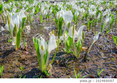 みどり湖水芭蕉公園【塩尻市】 102468087