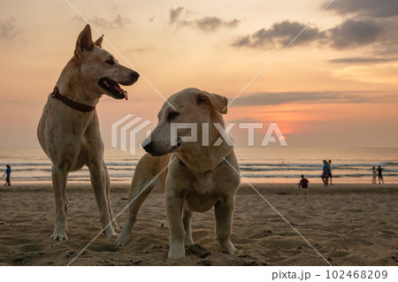 クタビーチで遭遇したワンちゃん クタビーチで遭遇したワンちゃん 102468209