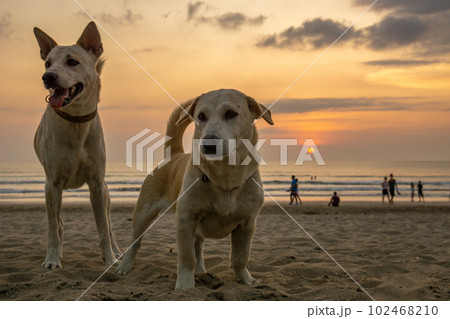 クタビーチの夕暮れ時に遭遇した二匹のかわいいワンコ クタビーチの夕暮れ時に遭遇した二匹のかわいいワンコ 102468210