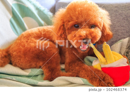 おもちゃを噛み噛みして遊ぶトイプードル おもちゃを噛み噛みして遊ぶトイプードル 102468374