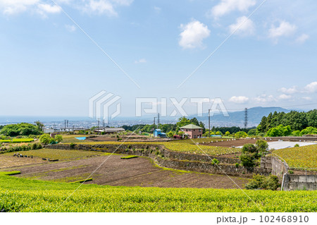 【静岡県】春の晴天の茶畑 【静岡県】春の晴天の茶畑 102468910