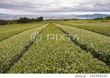 直線的に伸びる茶畑 102469224