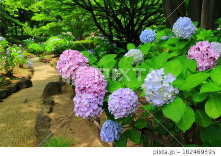 元浜緑地公園に＜兵庫県尼崎市＞アジサイが咲く 102469395