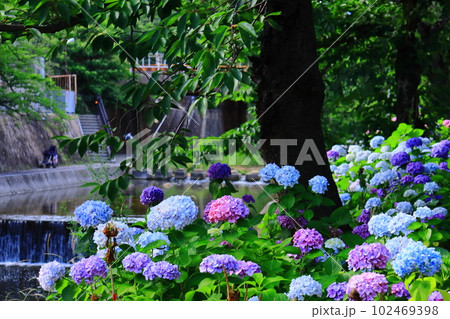 夙川公園(兵庫県西宮市)に紫陽花が咲く 夙川公園(兵庫県西宮市)に紫陽花が咲く 102469398
