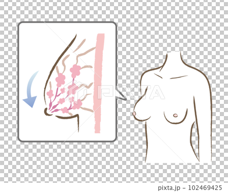 Drooping bust figure and body illustration Drooping bust figure and body illustration 102469425