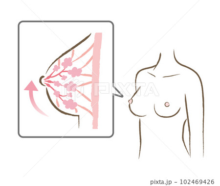 張りのあるバストの図と体のイラスト 102469426