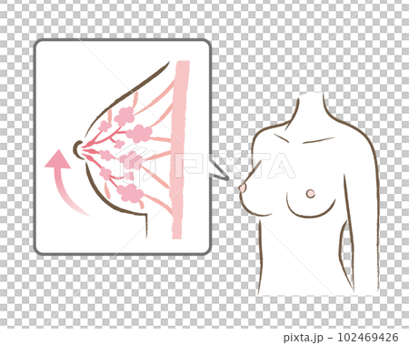 張りのあるバストの図と体のイラスト 102469426