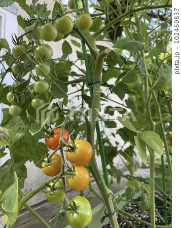 生育具合の異なるミニトマト 102469837