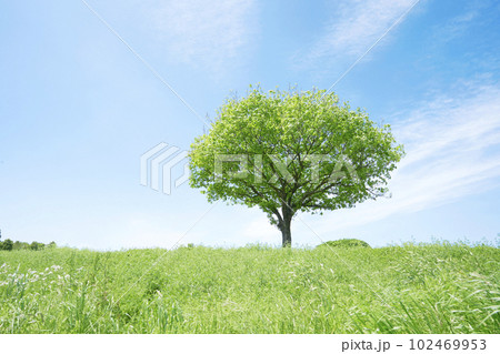 晴れた日の一本木のある野原 102469953