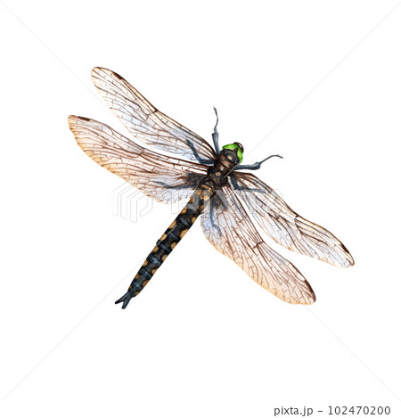 Dragonfly watercolor illustracion isolated on white background 102470200