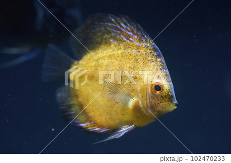 熱帯魚の王様　ディスカス 102470233