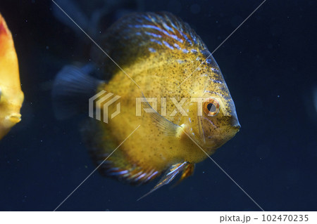 熱帯魚の王様 ディスカス 熱帯魚の王様 ディスカス 102470235