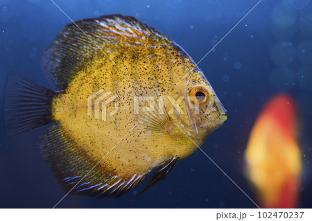 熱帯魚の王様 ディスカス 熱帯魚の王様 ディスカス 102470237