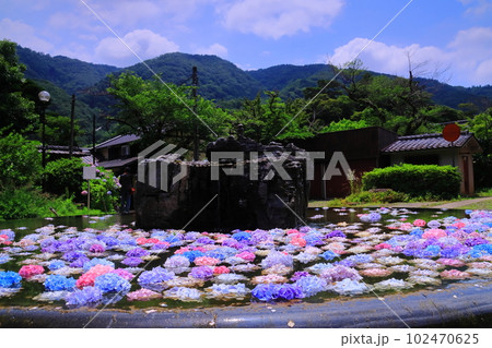 久安寺（大阪府池田市）具足池に浮かぶ紫陽花 102470625